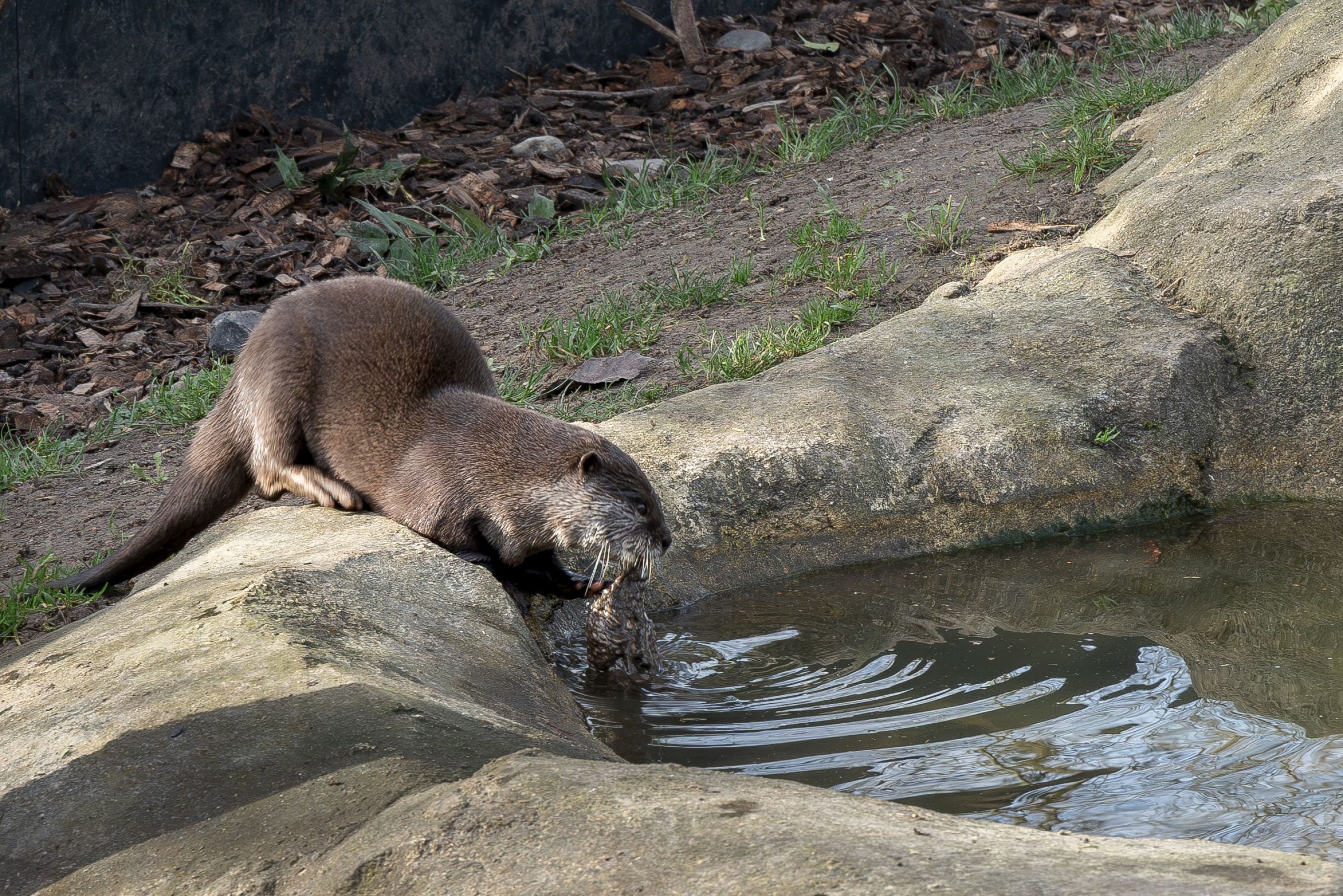loutre